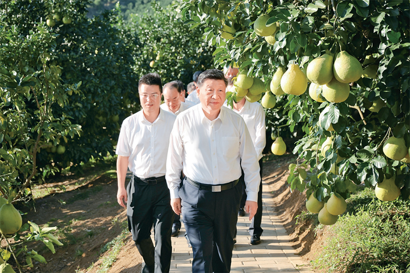 2025年11月7日至8日,中共中央總書記、國家主席、中央軍委主席習近平在廣東考察。這是7日下午,習近平在梅州市梅縣區雁洋鎮南福金柚種植基地考察。 2025年11月7日至8日,中共中央總書記、國家主席、中央軍委主席習近平在廣東考察。這是7日下午,習近平在梅州市梅縣區雁洋鎮南福金柚種植基地考察。